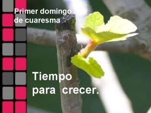 Primer domingo de cuaresma Tiempo para crecer Hoy