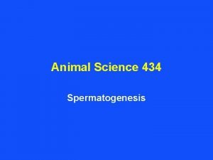 Animal Science 434 Spermatogenesis Production of Fertile Sperm