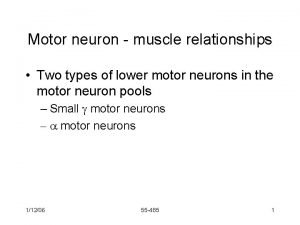 Motor neuron muscle relationships Two types of lower