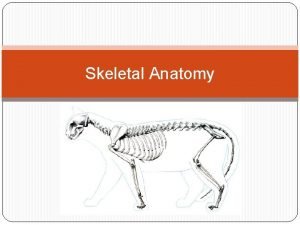 Dog axial skeleton