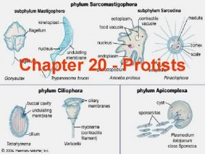 Chapter 20 Protists Characteristics Eukaryotic Unicellular may be