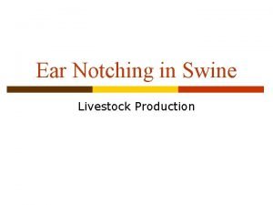 Ear Notching in Swine Livestock Production Objectives Identify