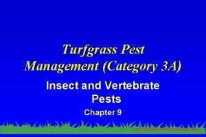 Turfgrass pest management