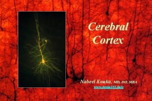 Cerebral Cortex Nabeel Kouka MD DO MBA www