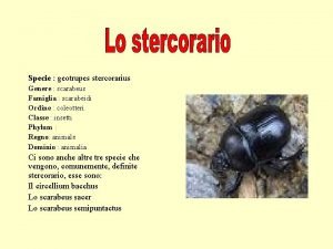 Specie geotrupes stercorarius Genere scarabeus Famiglia scarabeidi Ordine