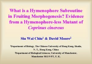 What is a Hymenophore Subroutine in Fruiting Morphogenesis