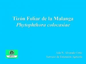 Tizn Foliar de la Malanga Phytophthora colocasiae Ada