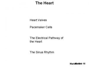 The Heart Valves Pacemaker Cells The Electrical Pathway