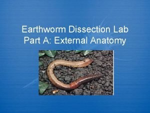 Virtual earthworm dissection lab Virtual earthworm dissection lab