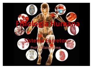 Fisiologia Humana Sistema Excretor Prof Elaine Lima Homeostase