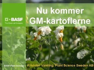 BASF Plant Science Nu kommer GMkartoflerne BASF Plant