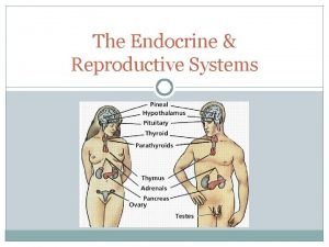 Endocrine system and reproductive system