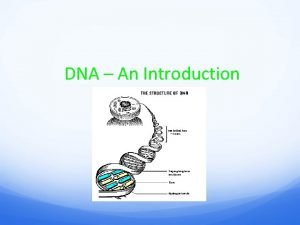 DNA An Introduction DNA Deoxyribonucleic acid In the