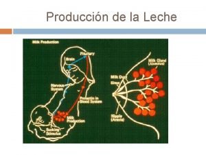 Produccin de la Leche Reflejo liberador de prolactina