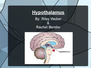 Hypothalamus By Riley Weber Rachel Bender Hypothalamus definition