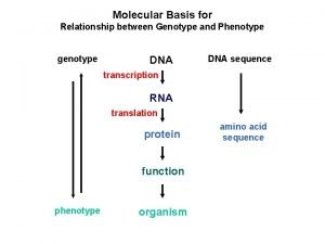 Molecular Basis for Relationship between Genotype and Phenotype