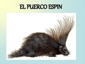 EL PUERCO ESPIN Durante la era glacial muchos