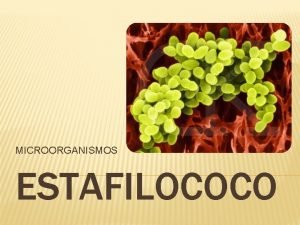 MICROORGANISMOS ESTAFILOCOCO CLASIFICACIN MICROORGANISMO DOMINIO Procariota REINO Mnera