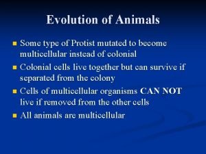 Evolution of Animals Some type of Protist mutated