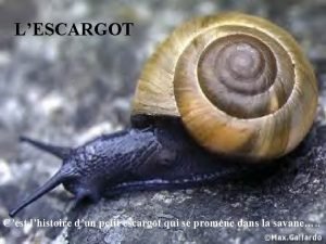 LESCARGOT Cest lhistoire dun petit escargot qui se