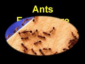 Ants Everywhere Prov 6 6 Go to the