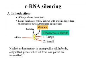 rRNA silencing A Introduction r RNA produced in
