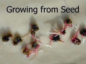 Growing from Seed What is a seed matured