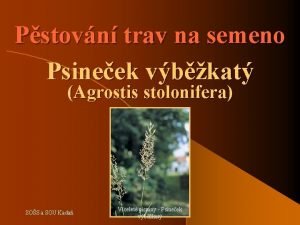 Pstovn trav na semeno Psineek vbkat Agrostis stolonifera