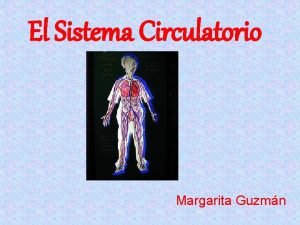 El Sistema Circulatorio Margarita Guzmn Funcin Transporte de