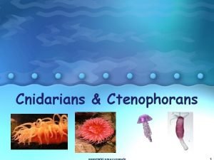 Cnidarians Ctenophorans copyright cmassengale 1 CNIDARIANS Phylum Cnidaria