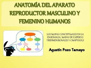 Mapa mental aparato reproductor masculino y femenino Mapa mental aparato reproductor masculino y femenino
