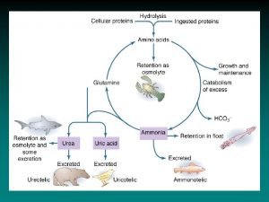 Breakdown Excretion of NCompounds deamination amino acids TCA