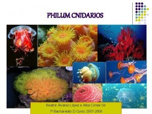 PHILUM CNIDARIOS Beatriz lvarez Lpez e Alba Conde