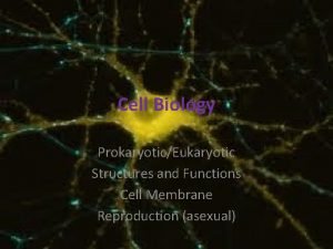 Cell Biology ProkaryoticEukaryotic Structures and Functions Cell Membrane