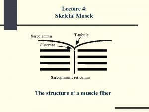 Lecture 4 Skeletal Muscle Sarcolemma Ttubule Cisternae Sarcoplasmic