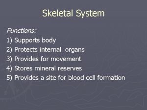 Skeletal System Functions 1 Supports body 2 Protects