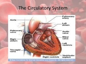The Circulatory System The Bodys Transport System Like