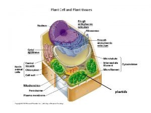 Plastid in plant cell