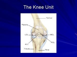 The Knee Unit the knee joint is the