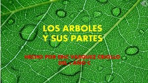 Silueta de un arbol y sus partes