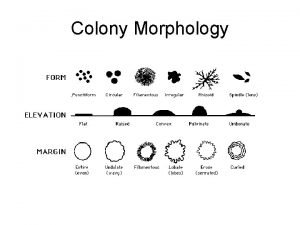 Colony Morphology E coli medium sized colonies regular