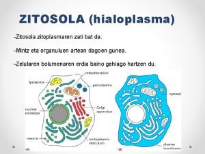 ZITOSOLA hialoplasma Zitosola zitoplasmaren zati bat da Mintz
