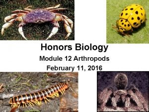 Honors Biology Module 12 Arthropods February 11 2016