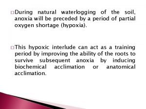 During natural waterlogging of the soil anoxia will