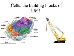 Structural outer layer of the basic building blocks of life