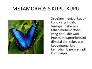 Tahapan metamorfosis kupu-kupu adalah