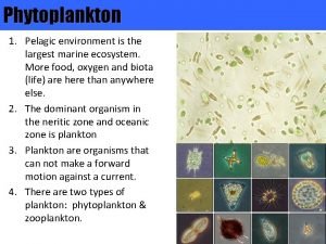 Photosynthetic phytoplankton