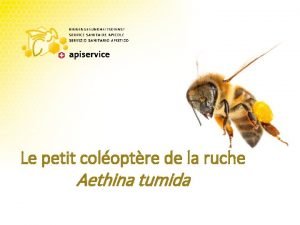 Le petit coloptre de la ruche Aethina tumida