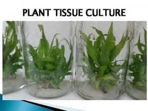 PLANT TISSUE CULTURE Plant tissue culture is a