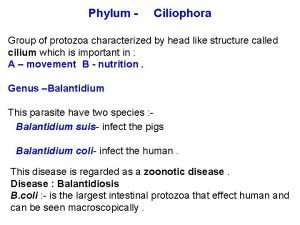 Phylum Ciliophora Group of protozoa characterized by head